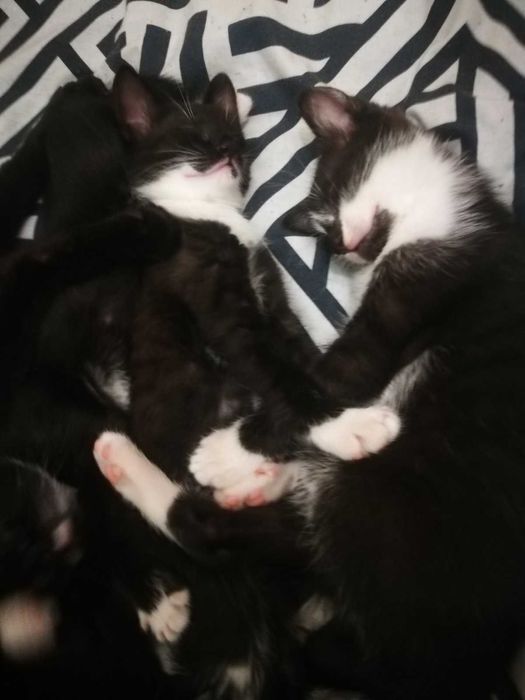 Кошеня у подарунок! Котики та кошечки 2 мес. едят все, лоток на 5!