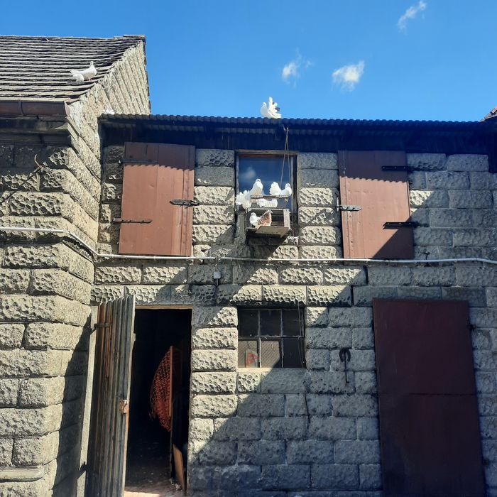 Gołębie piękne białe pawiki