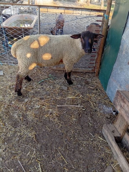 Troco Sulfok linha francesa por duas ovelhas de qualquer raça