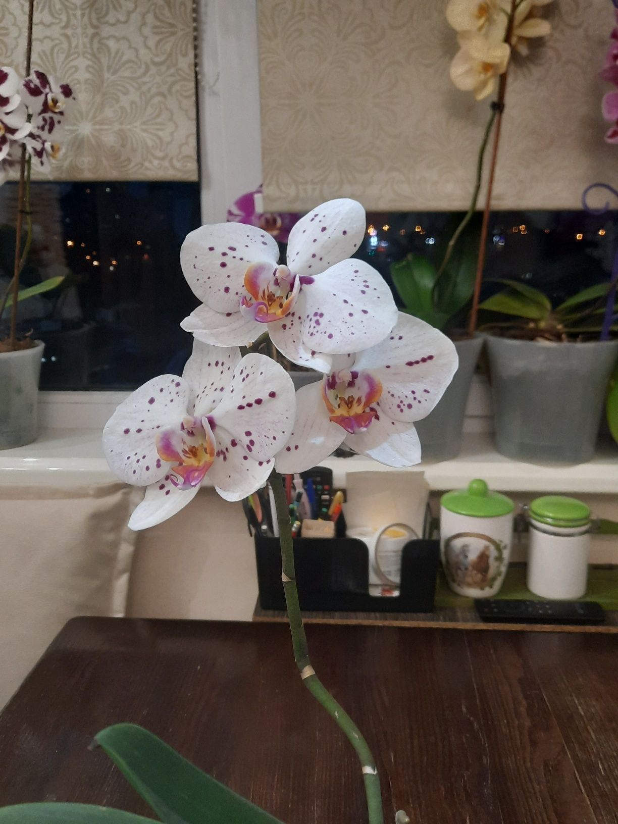 Продам орхидею фаленопис