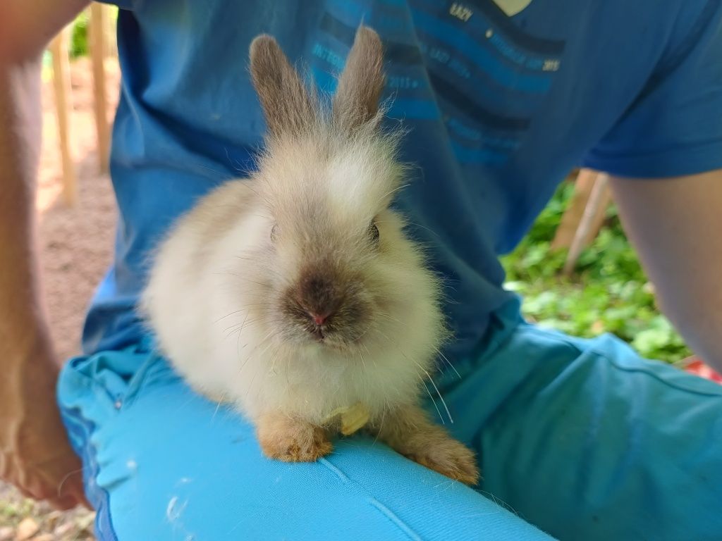Miniatury króliczków angor i Karzełek Teddy