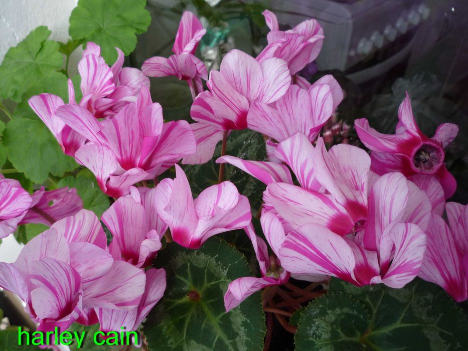 Семена цикламенов