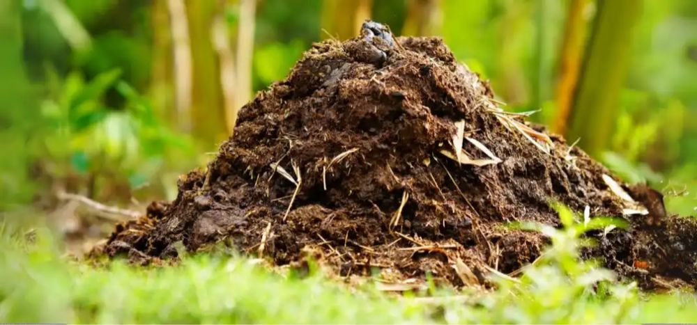 Obornik konski , najwyzsza jakosc sprzedam lub zamienię