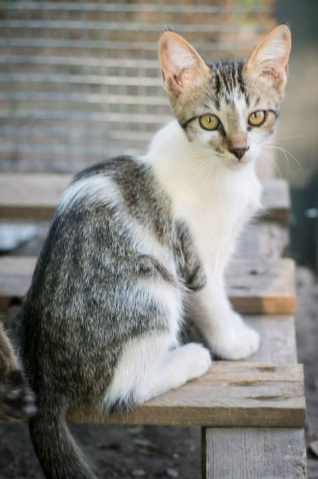 Ищем дом котятам-мальчикам 5 месяцев