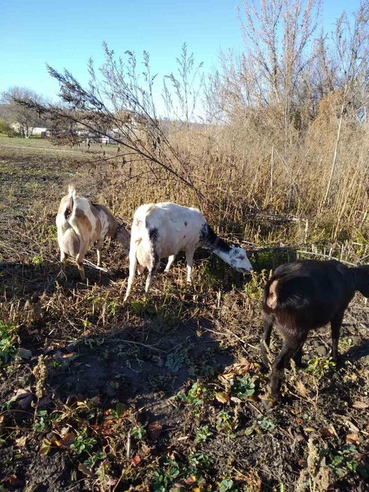 Козяча мікроферма