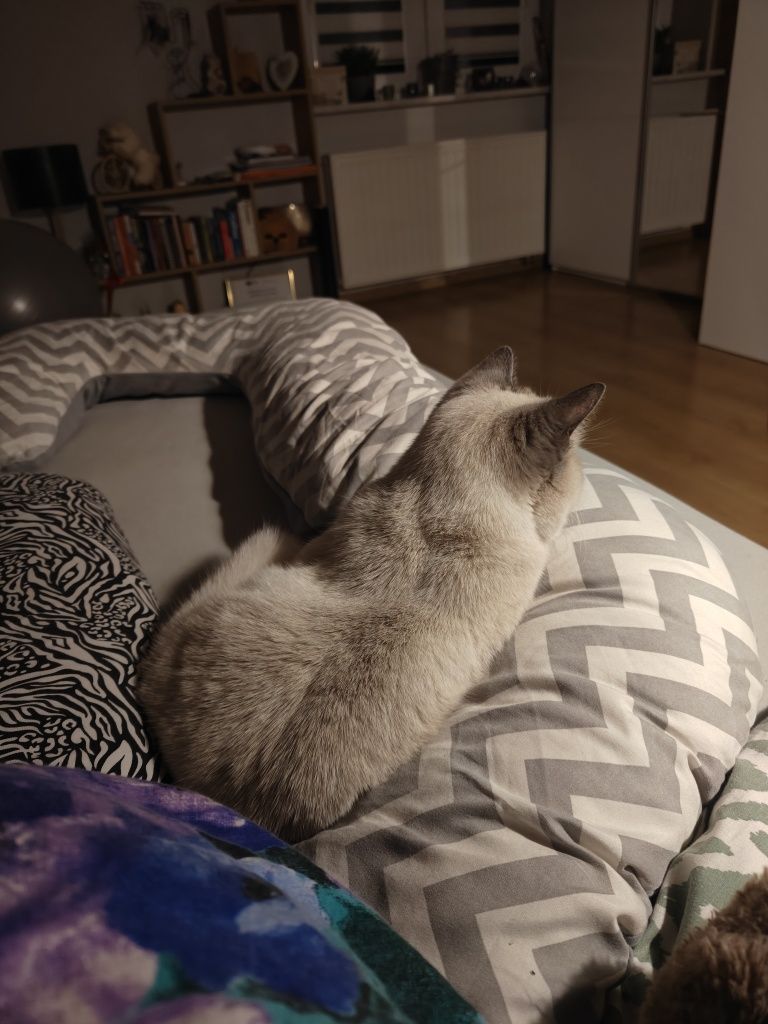 Kotka szuka nowego domu