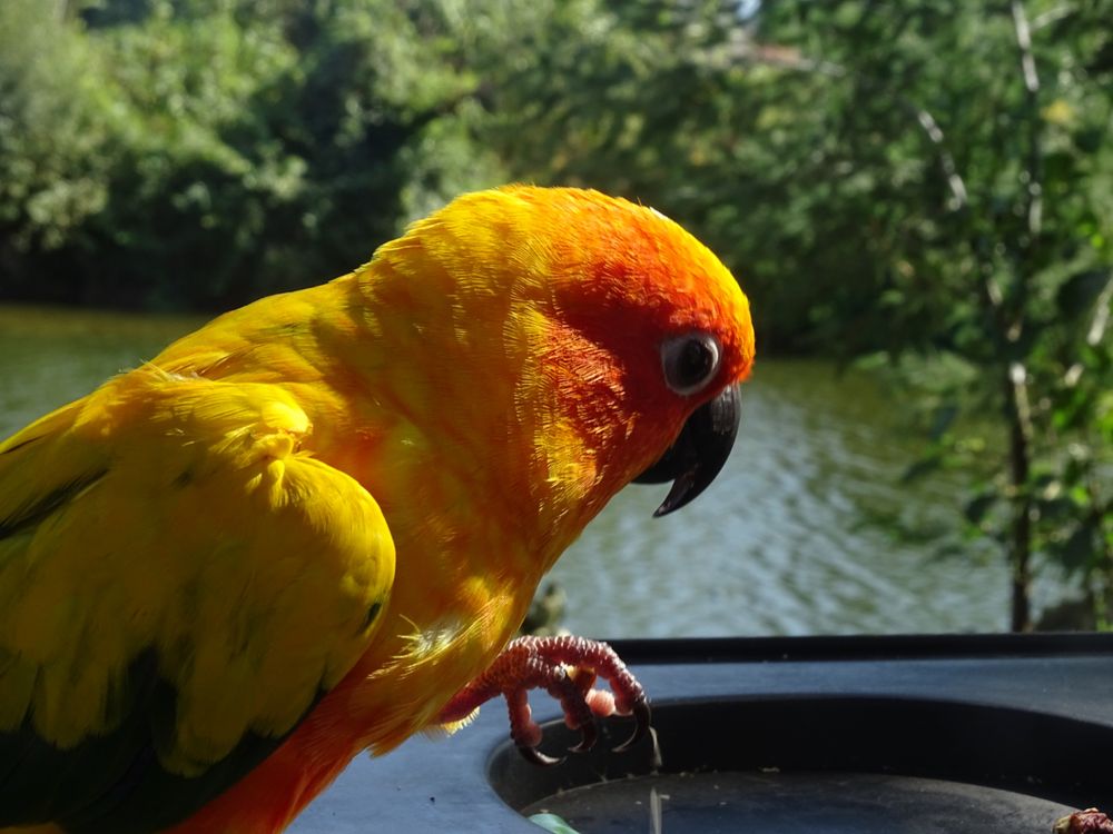 Treino aves para voo livre e amansamento