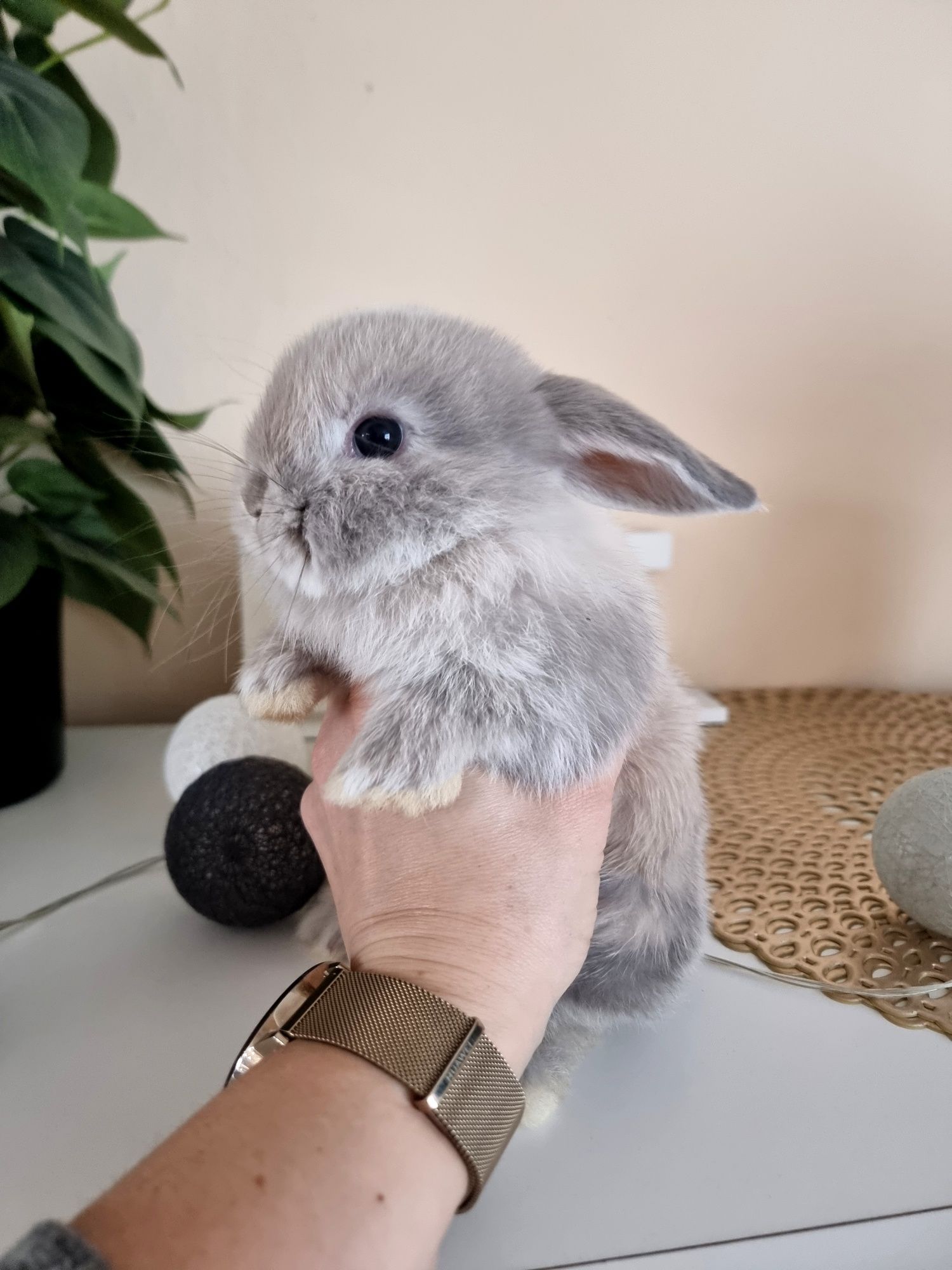 Karzełki Teddy I Mini Lop renomowana  hodowla