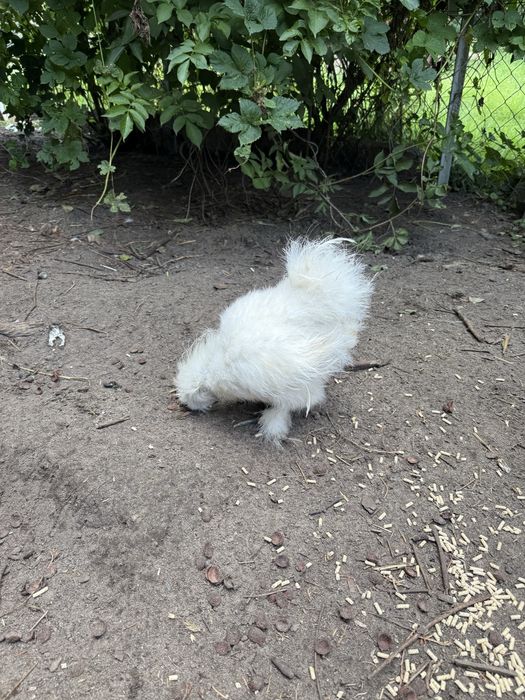 Silka/ kogut silki biały