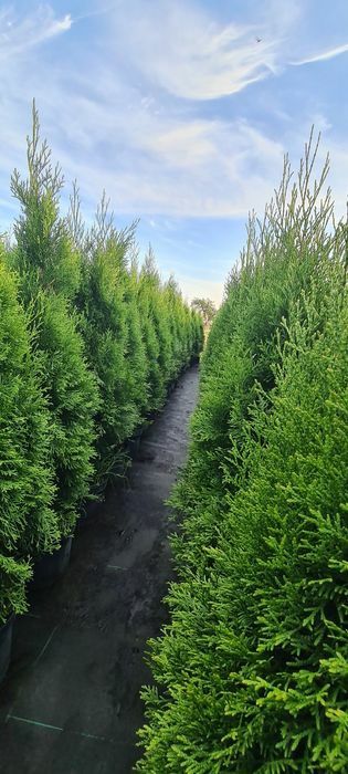 PROMOCJA! Tuja szmaragd 150cm!! Kompleksowe nasadzenia!