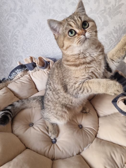 Шотландская девочка с зелёными глазами