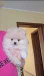 Pomeranian/szpic miniaturowy sunia cream