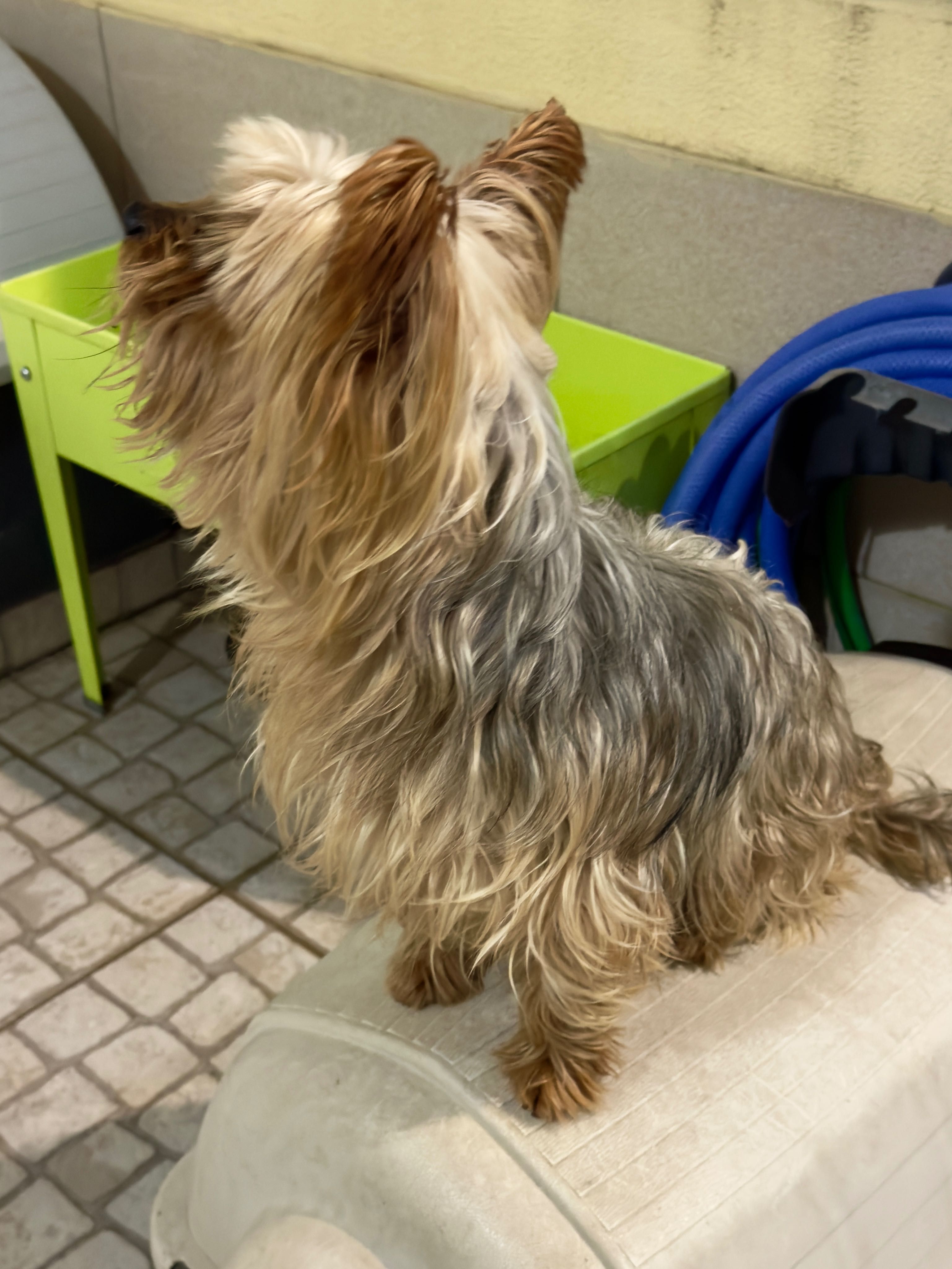 Yorkshire terrier