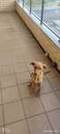 Cão para doação meigo carinhoso  cor castanho idade 3meses