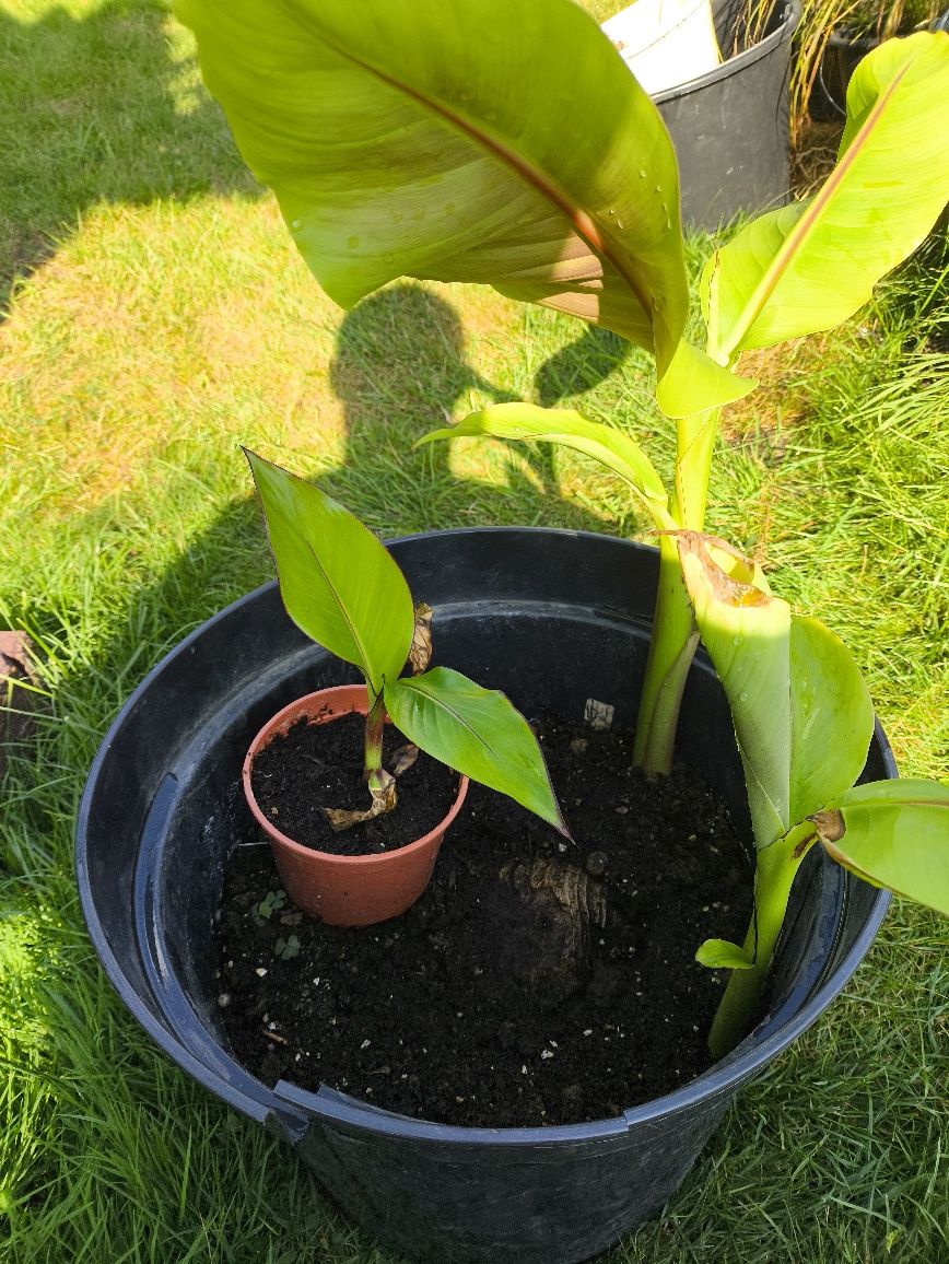 Bananowce, basjoo, maurelli, red tiger.