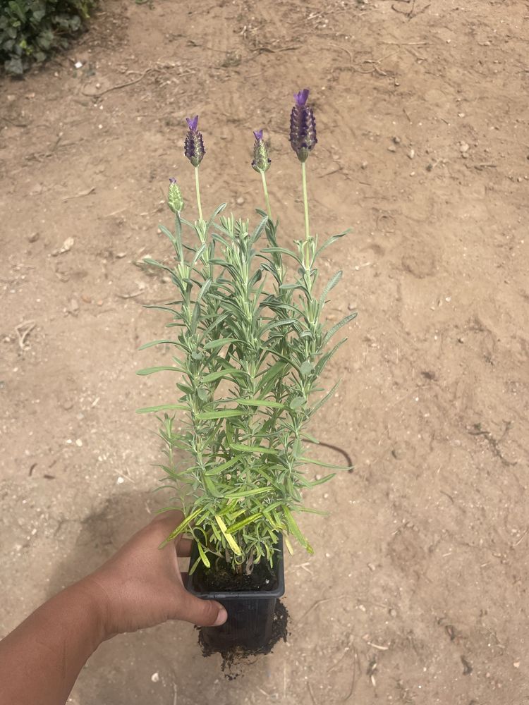 Lavandula stoechas