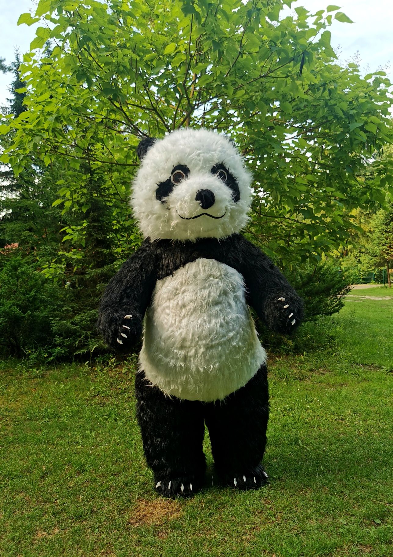 Miś Panda 2.6m na imprezie, festyny, wesela. Strój przebranie
