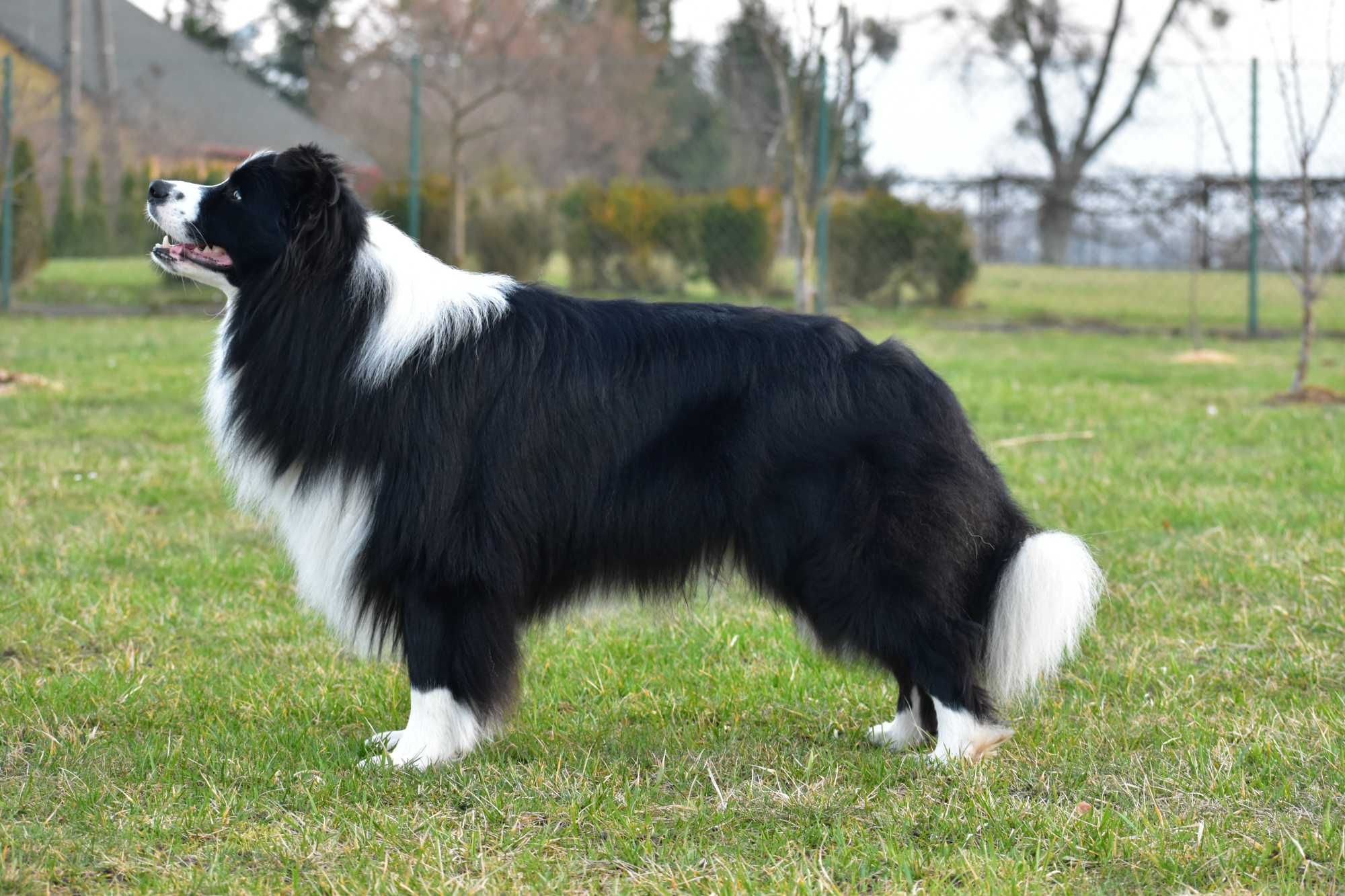 Zapowiedź miotu Border Collie FCI