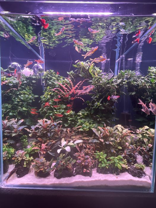 Bucephalandra Bibilis
