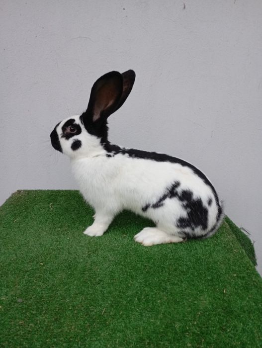 Olbrzym srokacz czarny