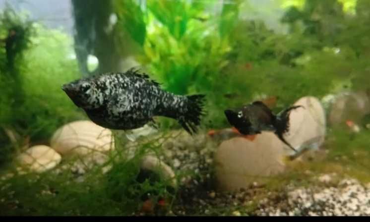 Peixes Guppy'S, Molly'S e Platy'S