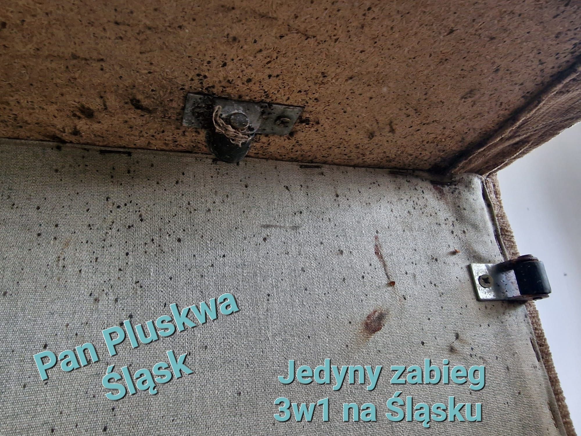 Pluskwa domowa, zwalczanie pluskiew, odpluskwianie,  Dezynsekcja, DDD