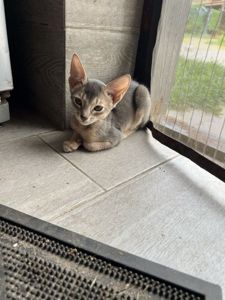 Котенок абиссинский