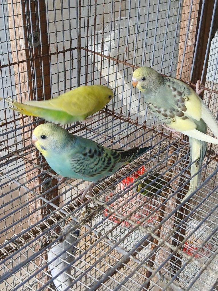 Lote de piriquitos