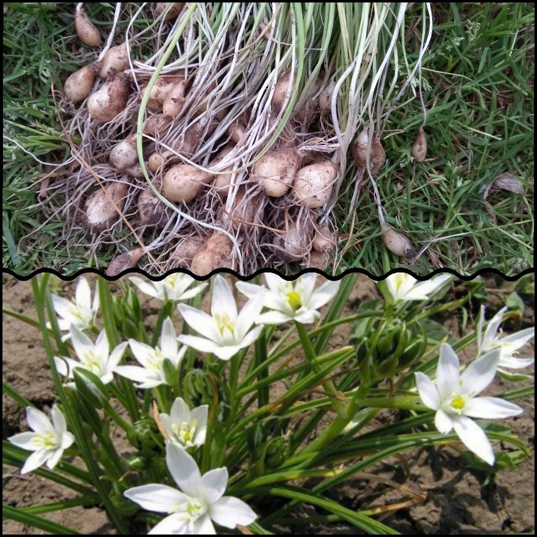 Ирисы карливовые и сибирский, орегано, традесканция, мускари, птицемле