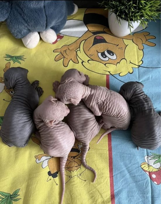 Канадочки девочки под бронь