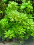 Roślina akwariowa Hottonia inflata