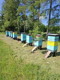 Pszczoły z ulami lub bez. Roje