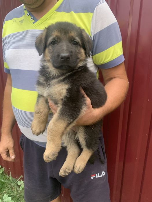 Продам цуценят Німецької вівчарки