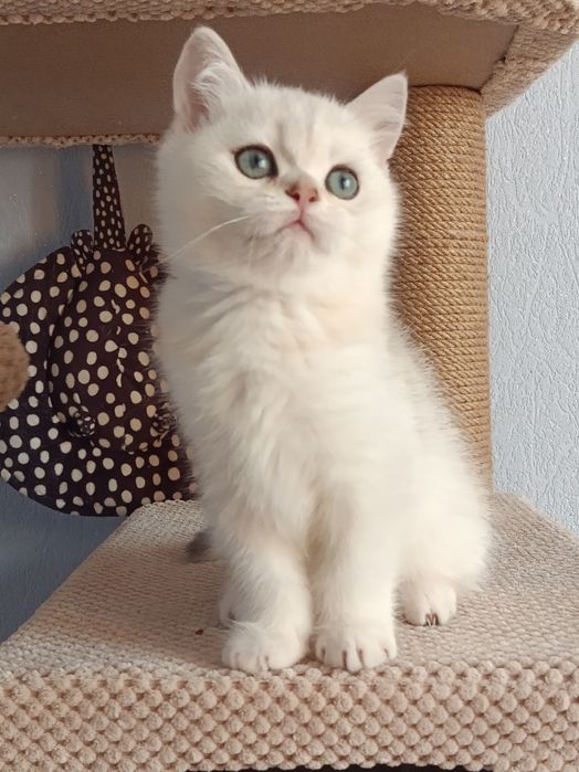 Грайливий і компанійський котик вільний