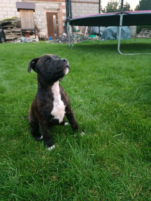 Piesek Staffordshire Bull terrier