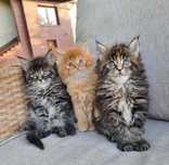 Maine Coon kocurek z rodowodem