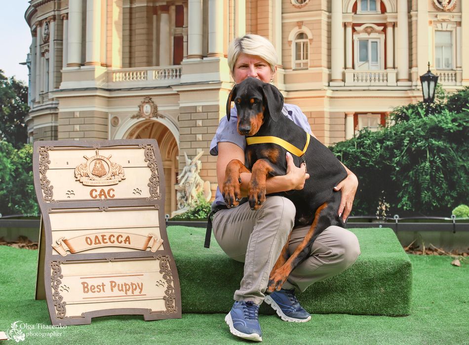 Доберман шоу класу