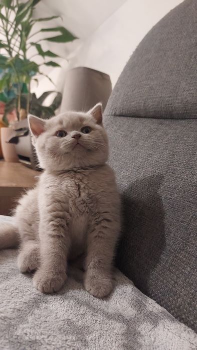 Kot brytyjski krotkowłosy