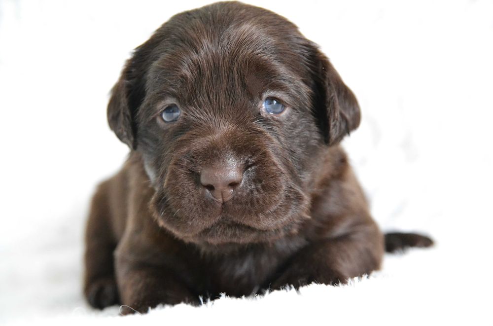 Piękny Szczeniak Labrador Retriever