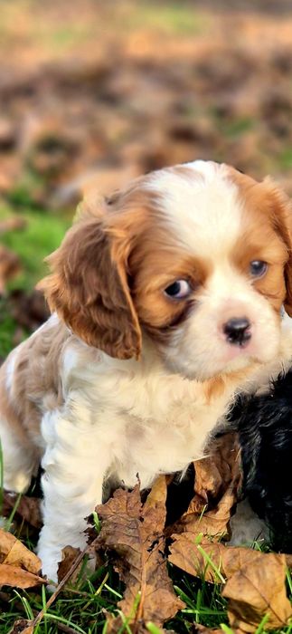 Cavalier King Charles Spaniel