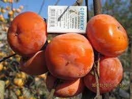 Саженцы слива, персик, абрикос, черешня, хурма, розы, яблоня, груша.