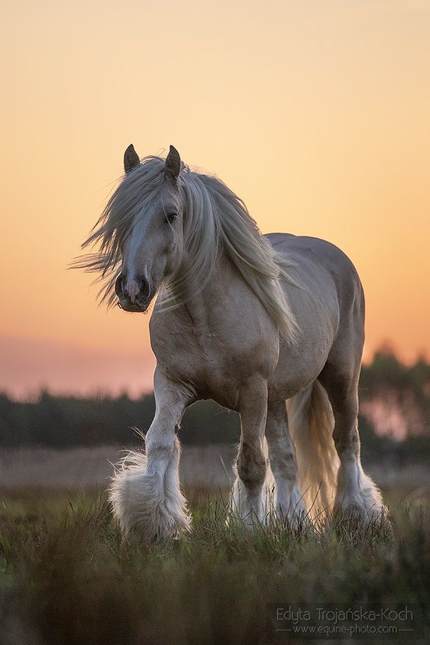 Gypsy Cob/ hodowla koni cygańskich/Imprinting