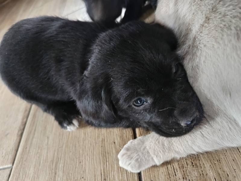 Oddam pieski za darmo w dobre ręce !