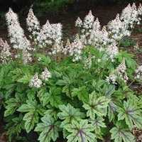 Tiarella wieloletnia do cienia