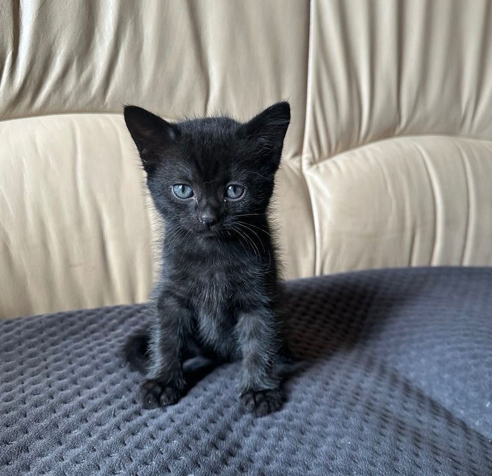 кошеня у добрі руки