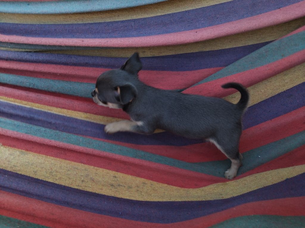 Chihuahua,  piesek, szczeniak mini
