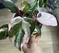 PPPM Philodendron Pink Princess Marble