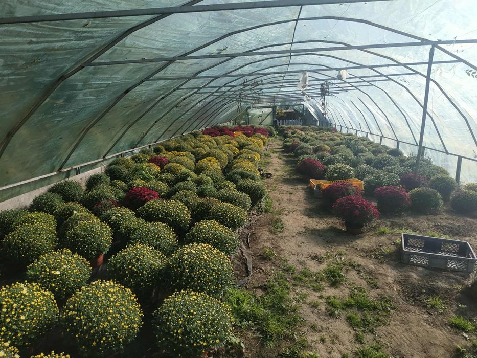 Chryzantemy drobnokwiatowe