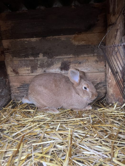 Самки різних порід