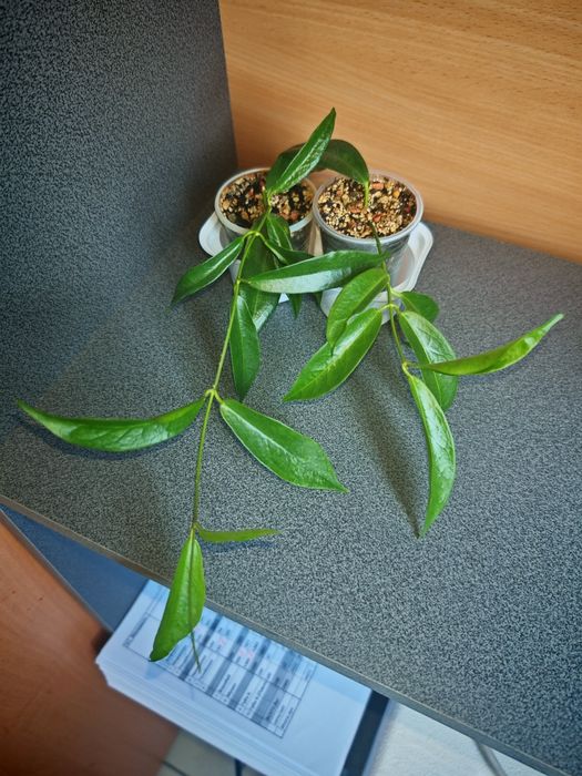 Hoya filiformis хойя